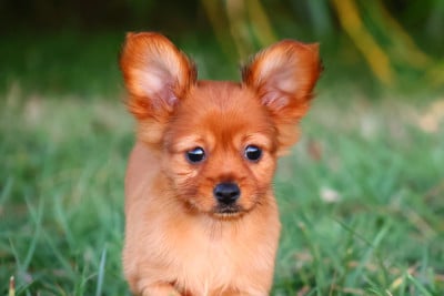 Les chiots de Russkiy Toy (Petit Chien Russe)