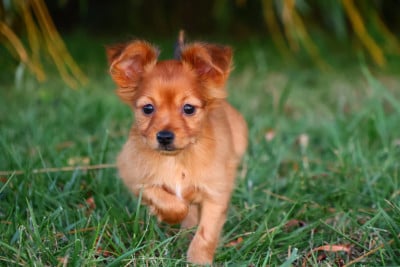 Les chiots de Russkiy Toy (Petit Chien Russe)