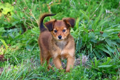 Berok - Russkiy Toy (Petit Chien Russe)