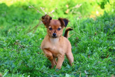 Basko - Russkiy Toy (Petit Chien Russe)