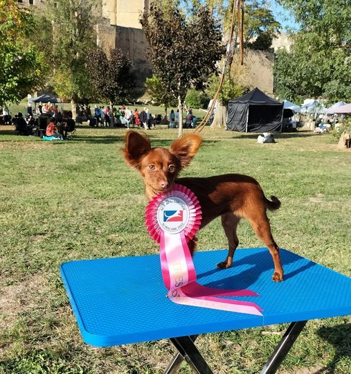laskovaya rus' Rubinka - 1ère, Très prometteur, Meilleur Baby