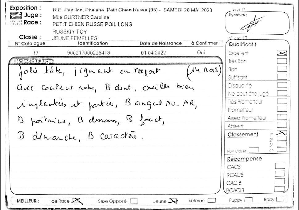 laskovaya rus' Rubinka - 1er, Excellent, Meilleur jeune, Meilleur de race, Meilleur chien de l'exposition