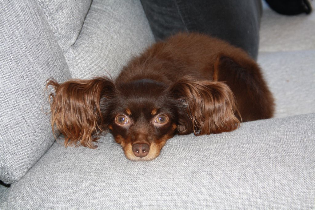 cristy pride Izyminka v shokolade - Très bon, 3ème