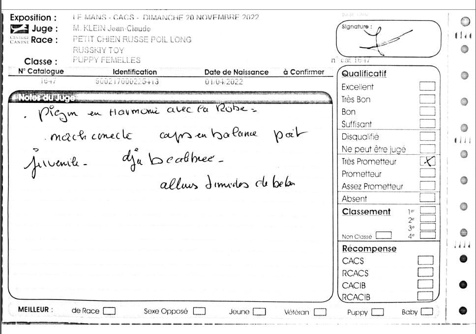 laskovaya rus' Rubinka - Très prometteur