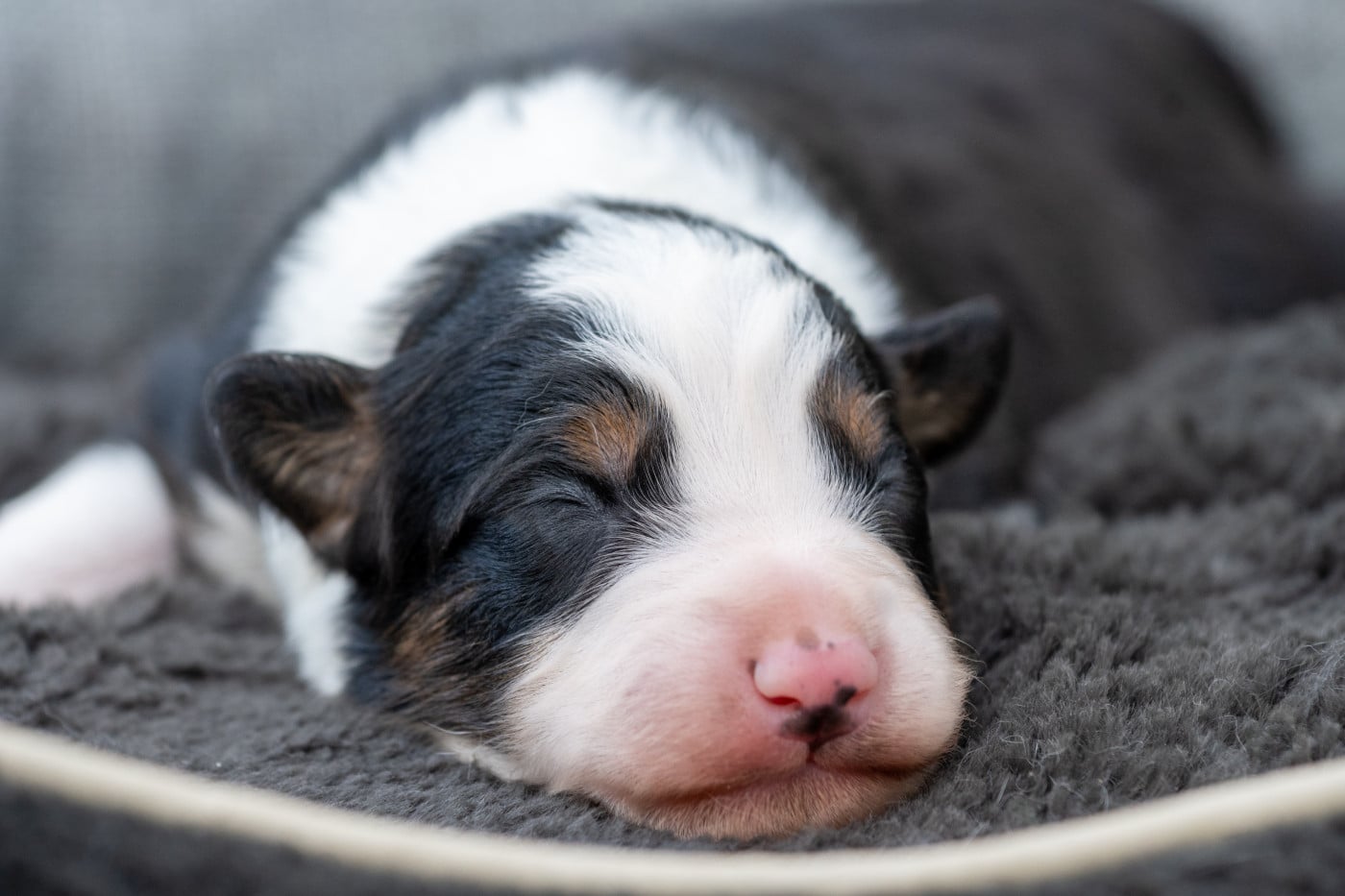 Bee - Border Collie