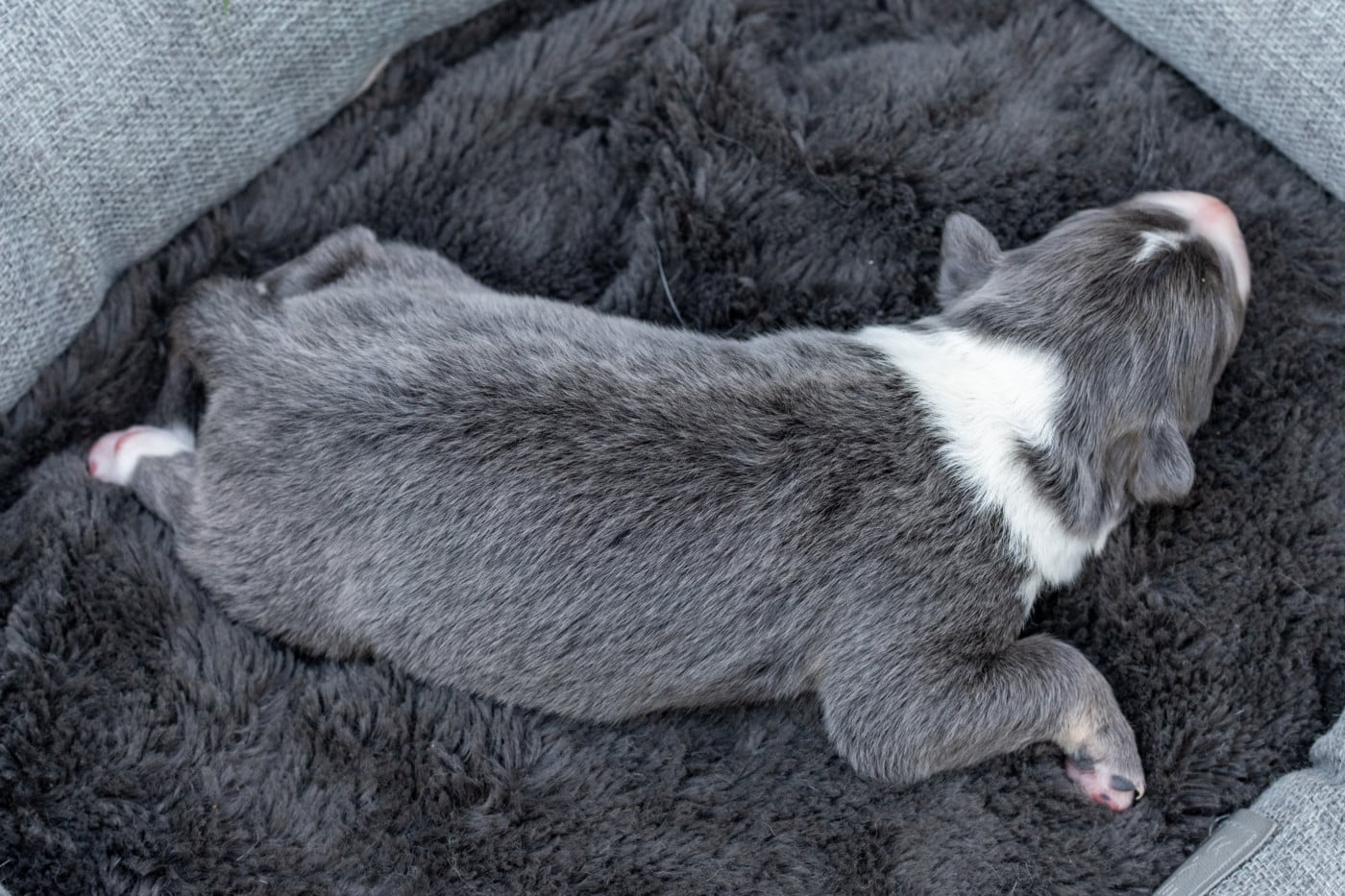 Blue - Border Collie