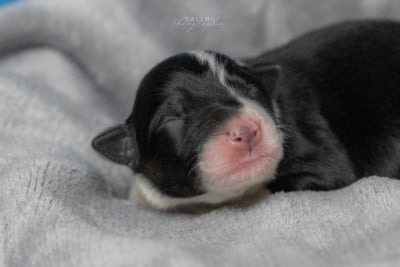 Les chiots de Border Collie