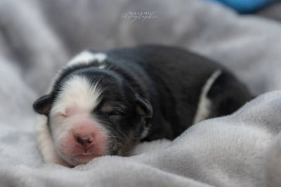 Les chiots de Border Collie