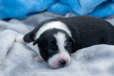 Les chiots de Border Collie