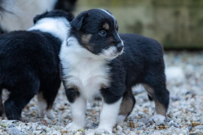 Les chiots de Border Collie