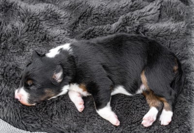 Billie - Border Collie