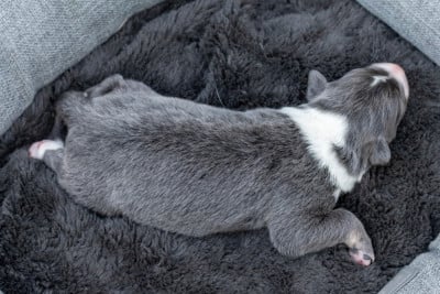 Blue - Border Collie