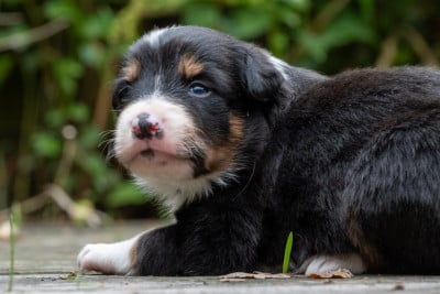 Les chiots de Border Collie