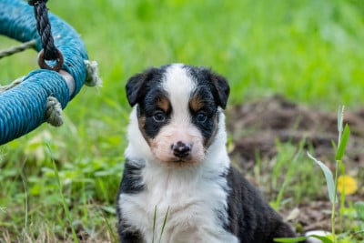 Les chiots de Border Collie