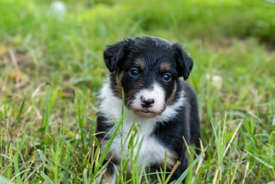 Les chiots de Border Collie