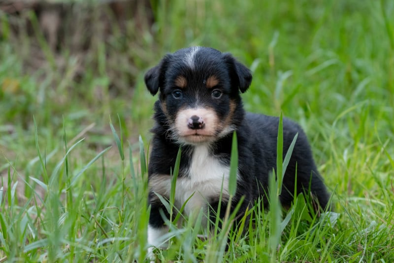 Border Collie - Des Dunes De Gascogne