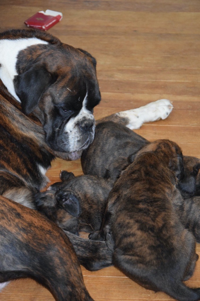 Publication : Du Domaine De Lallybrock