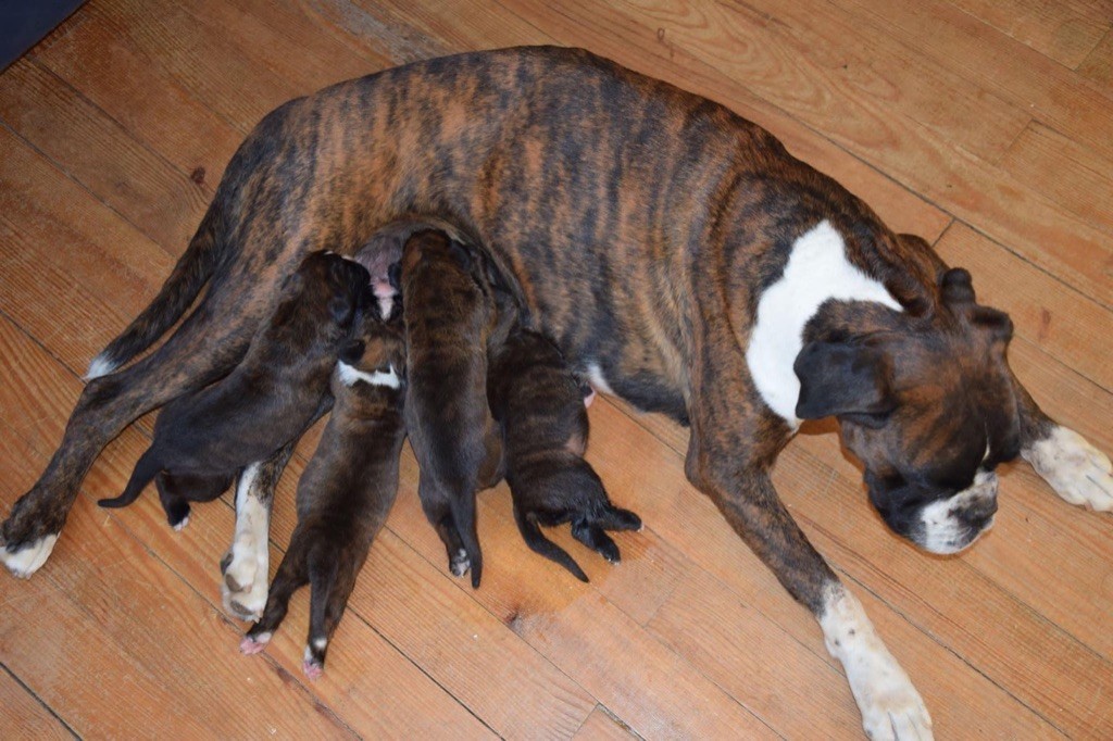 Publication : Du Domaine De Lallybrock