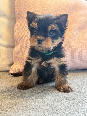 Les chiots de Yorkshire Terrier