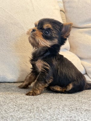 Les chiots de Yorkshire Terrier