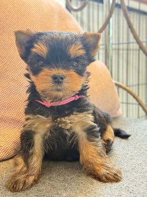 Les chiots de Yorkshire Terrier