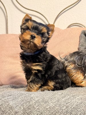 Les chiots de Yorkshire Terrier