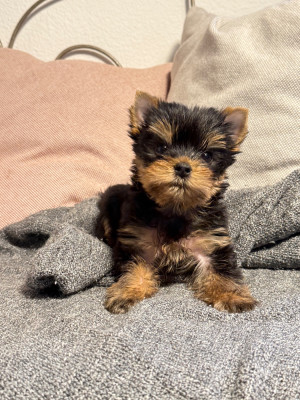 Les chiots de Yorkshire Terrier