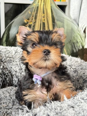 Les chiots de Yorkshire Terrier
