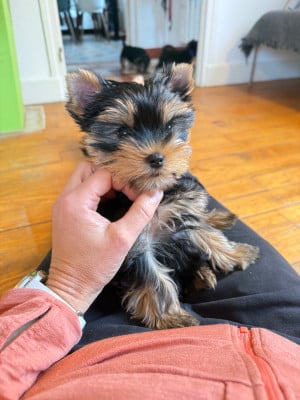 Les chiots de Yorkshire Terrier