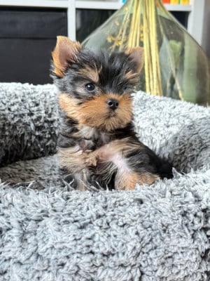 Les chiots de Yorkshire Terrier