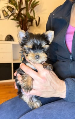 Les chiots de Yorkshire Terrier