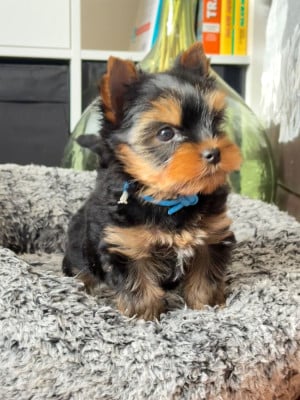 Les chiots de Yorkshire Terrier