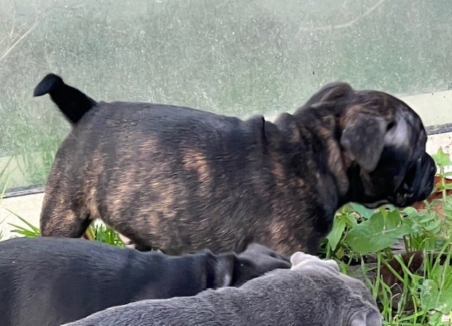 Staffordshire Bull Terrier - De L'Aube Lyonnaise