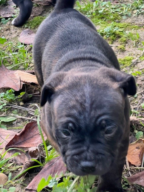 Staffordshire Bull Terrier - De L'Aube Lyonnaise