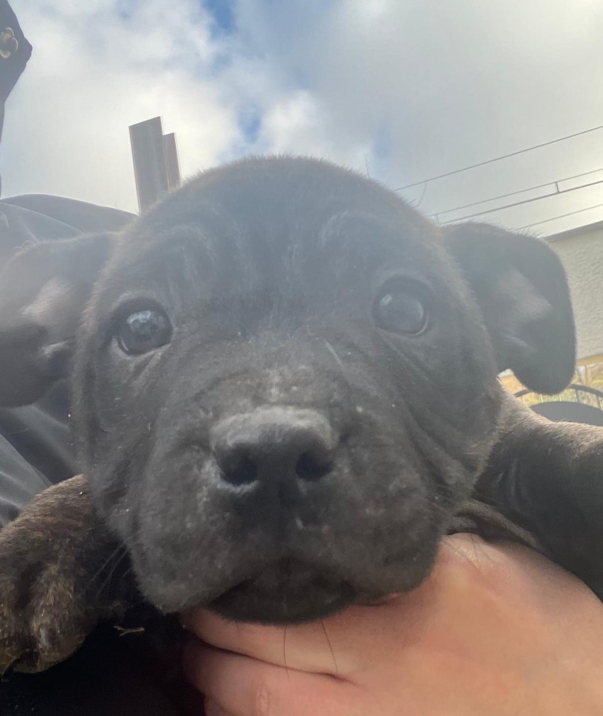 Staffordshire Bull Terrier - De L'Aube Lyonnaise