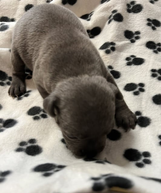 Staffordshire Bull Terrier - De L'Aube Lyonnaise