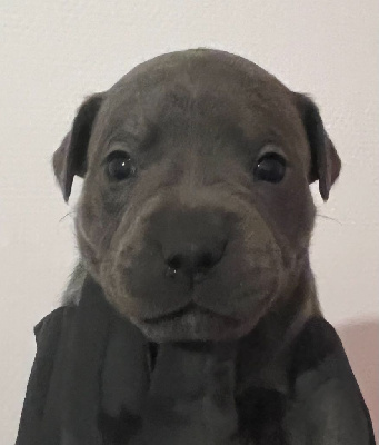 Les chiots de Staffordshire Bull Terrier