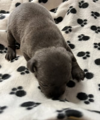 Les chiots de Staffordshire Bull Terrier