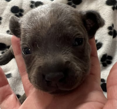 Les chiots de Staffordshire Bull Terrier