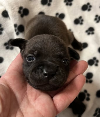 Les chiots de Staffordshire Bull Terrier