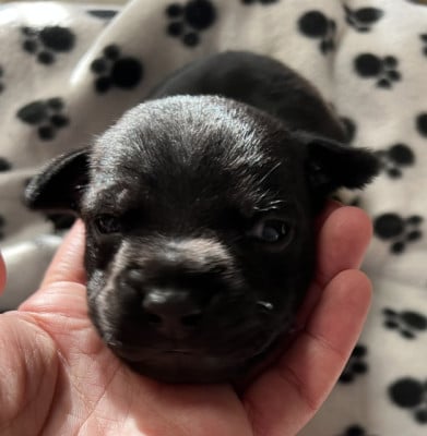 Les chiots de Staffordshire Bull Terrier