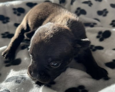 Les chiots de Staffordshire Bull Terrier