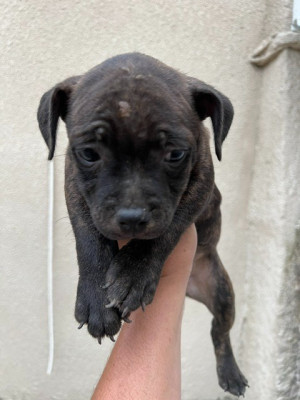 Les chiots de Staffordshire Bull Terrier