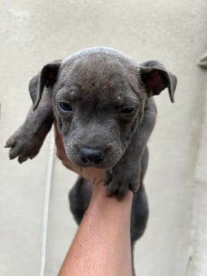 Les chiots de Staffordshire Bull Terrier