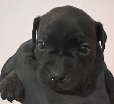 Les chiots de Staffordshire Bull Terrier