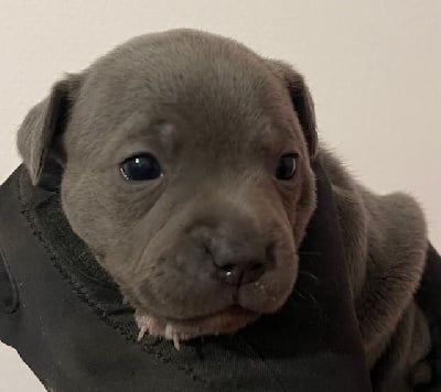 Les chiots de Staffordshire Bull Terrier