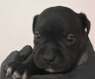 Les chiots de Staffordshire Bull Terrier