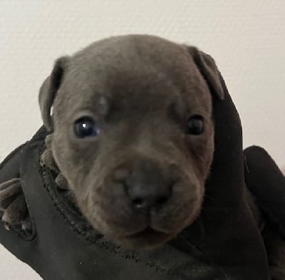 Les chiots de Staffordshire Bull Terrier