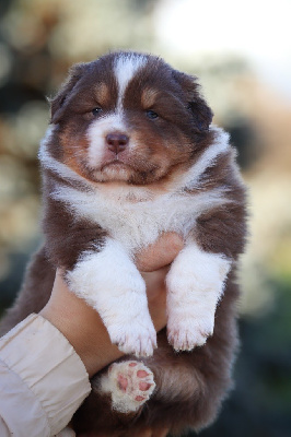 Les chiots de Berger Australien