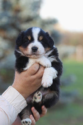 Les chiots de Berger Australien